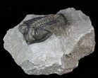 Bug-Eyed Coltraneia Trilobite - Clean Eye Facets #40125-1